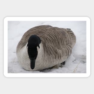 Canada Geese in the winter Sticker